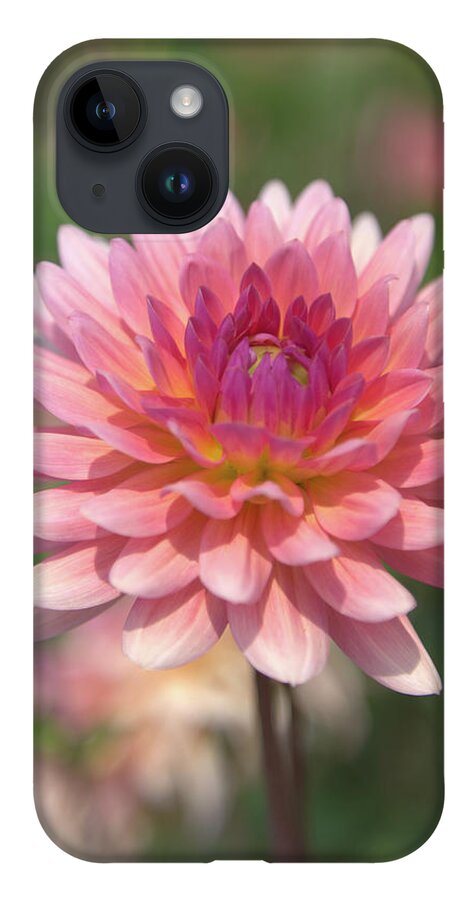Dahlia iPhone 14 Case featuring the photograph Glorious by Loyd Towe Photography