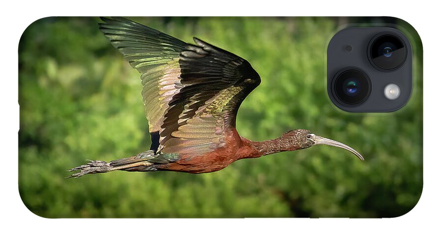 Ibis iPhone 14 Case featuring the photograph Glossy Ibis in Fight at Sunset by Mark Andrew Thomas