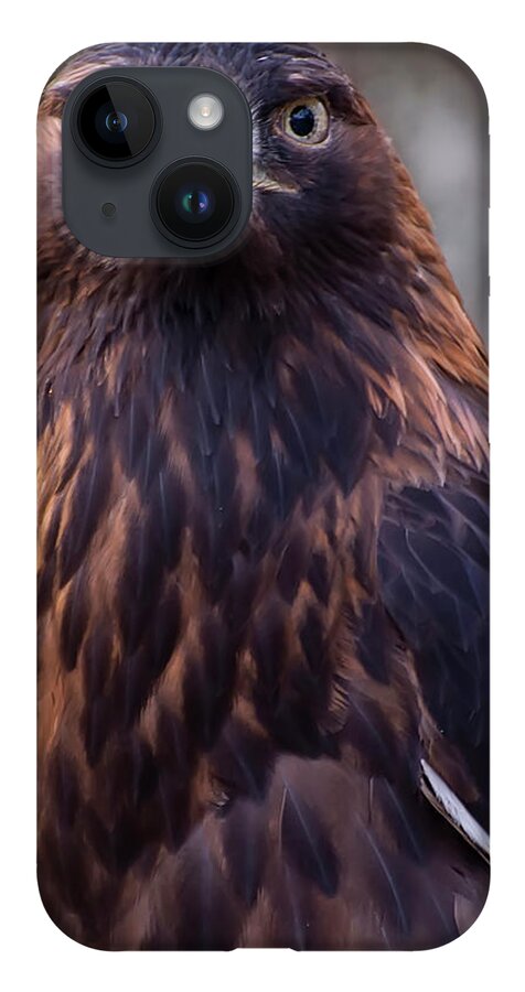 Eagle Pictures iPhone 14 Case featuring the photograph Golden eagle 4 by Flees Photos