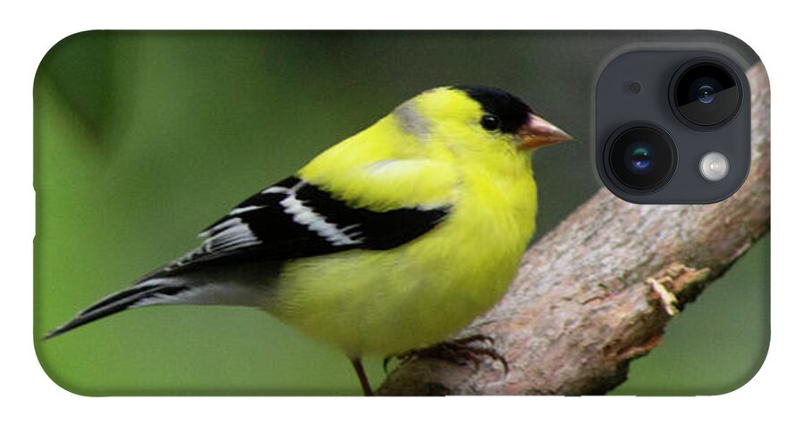 Bird iPhone 14 Case featuring the photograph Goldfinch by Geoff Jewett