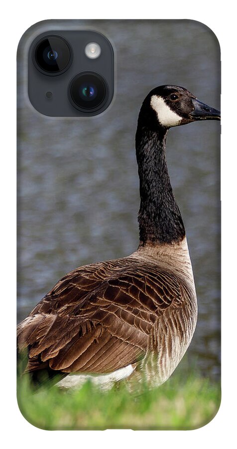 Birds iPhone 14 Case featuring the photograph Goose by David Beechum