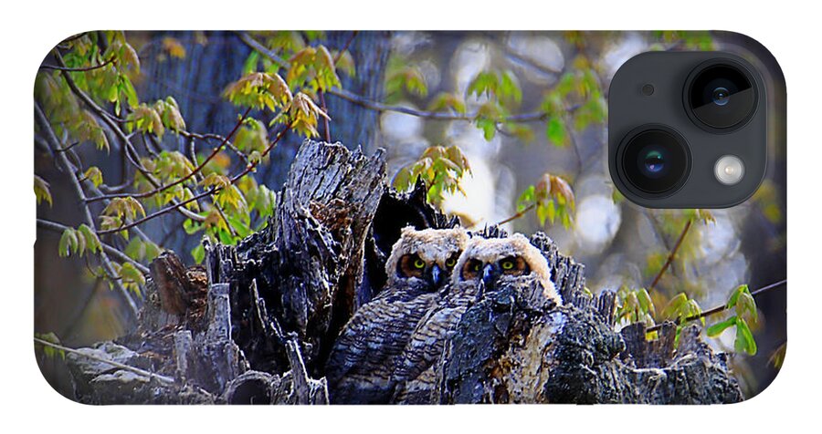 Owls iPhone Case featuring the photograph Great Horned Owlets by Mary Walchuck