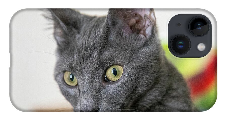 Cat iPhone 14 Case featuring the photograph Grey Cat by Dart Humeston