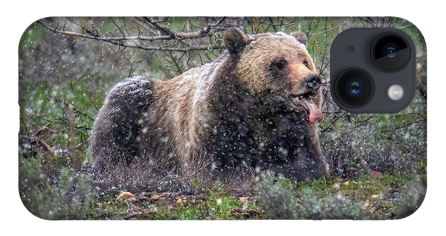 Snowflake iPhone Case featuring the photograph Grizzly Catching Snowflakes by Michael Ash