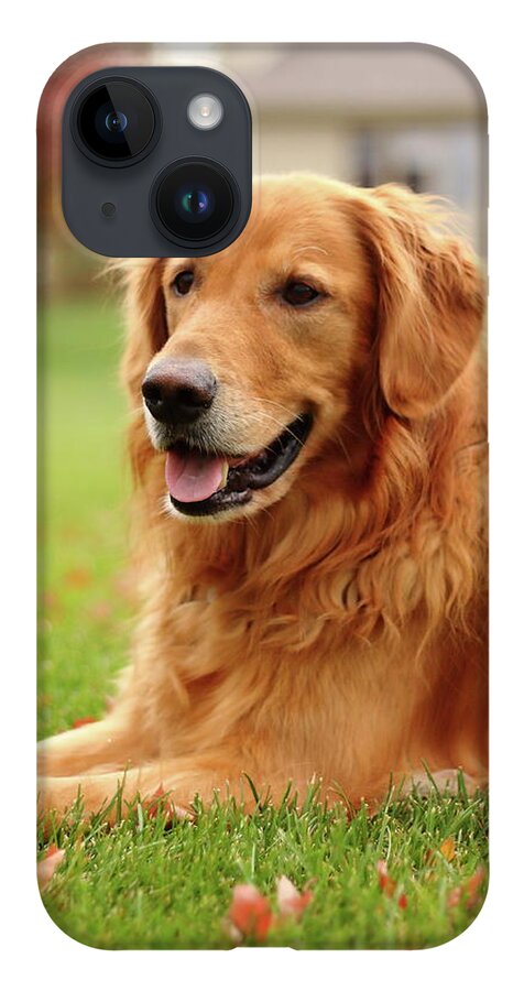 Dog iPhone 14 Case featuring the photograph Handsome Golden by Lens Art Photography By Larry Trager