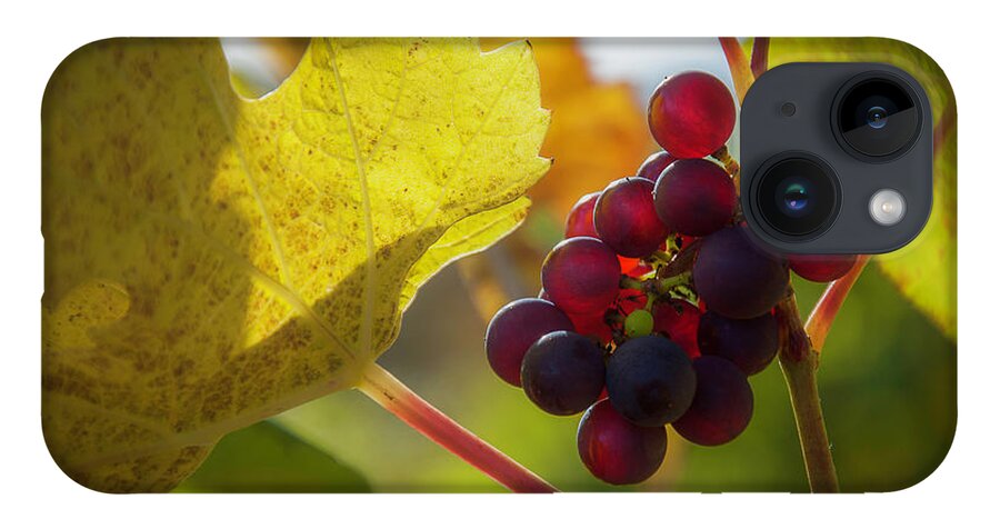 Vineyard iPhone 14 Case featuring the photograph Harvest Time On The Vineyard by Owen Weber