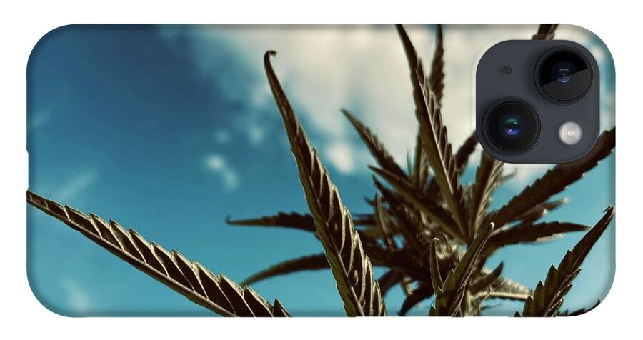 Plant iPhone 14 Case featuring the photograph Hazy Sky by Toni Hopper
