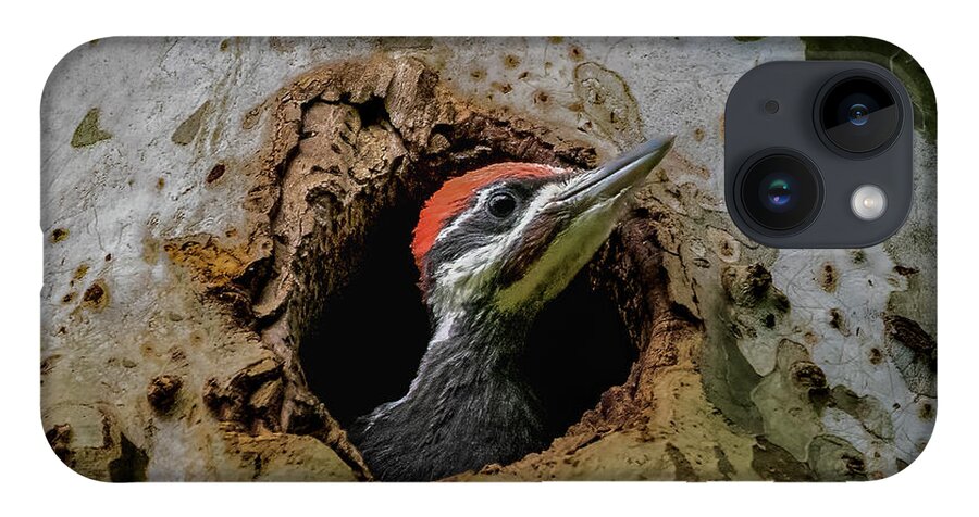 Pileated iPhone 14 Case featuring the photograph Hello world by Brian Shoemaker