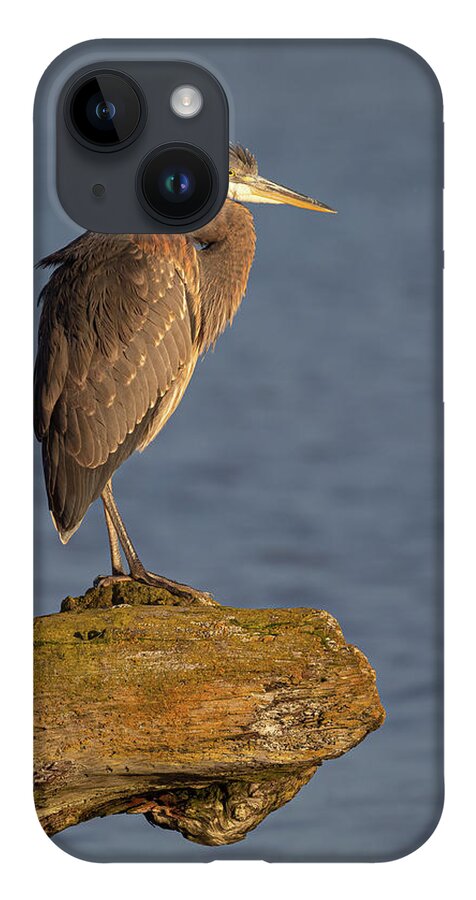 Blue Heron iPhone 14 Case featuring the photograph Heron Sunset Vertical by Michael Rauwolf