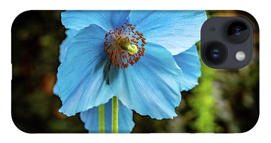 Blue iPhone Case featuring the photograph Himalayan Blue Poppy by Louis Dallara
