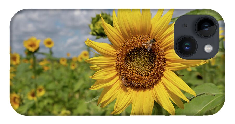 Sunflower iPhone Case featuring the photograph Honeybee on Sunflower by Carolyn Hutchins