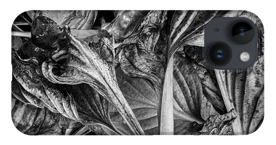 Black And White iPhone 14 Case featuring the photograph Hosta VI BW by David Gordon