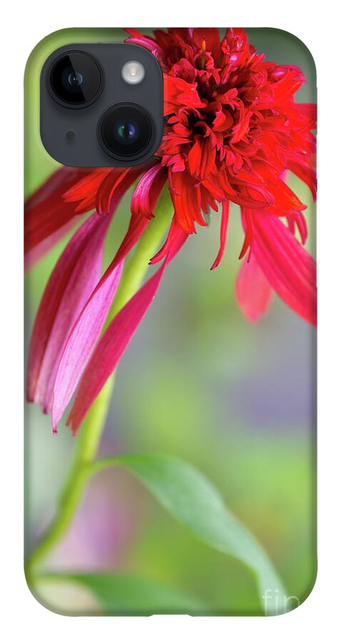 Flowers iPhone 14 Case featuring the photograph Hot Papaya Coneflower by Chris Scroggins
