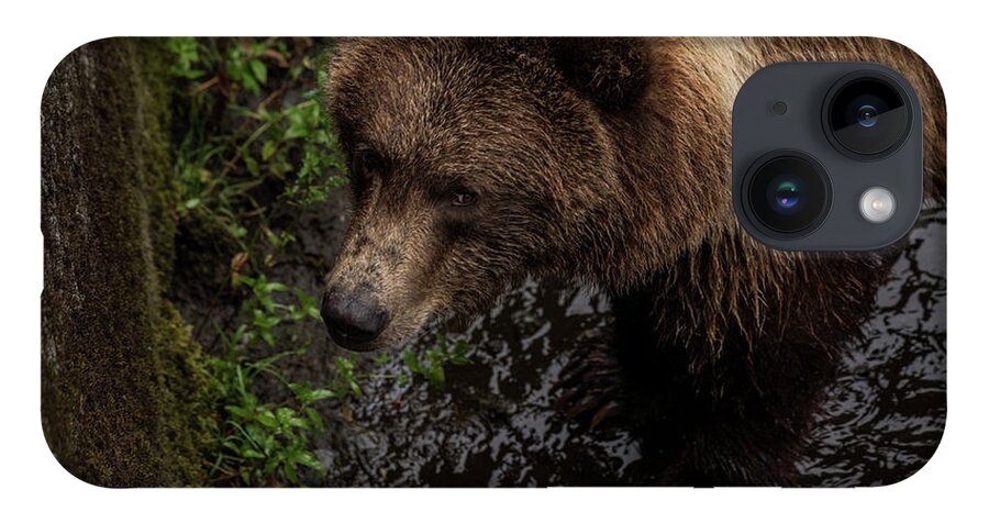 Brown Bear iPhone 14 Case featuring the photograph I see you by David Kirby