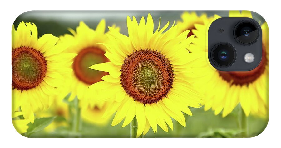 Sunflower iPhone 14 Case featuring the photograph In Your Face by Lens Art Photography By Larry Trager