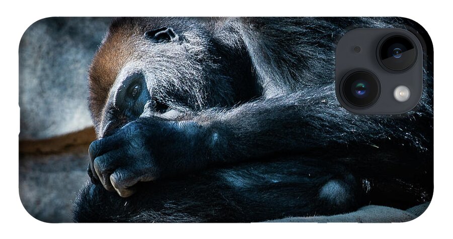 Animals iPhone Case featuring the photograph Insomnia by David Levin