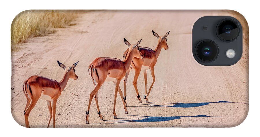 South Africa iPhone 14 Case featuring the photograph Intrepid Trio in Kruger National Park by Marcy Wielfaert