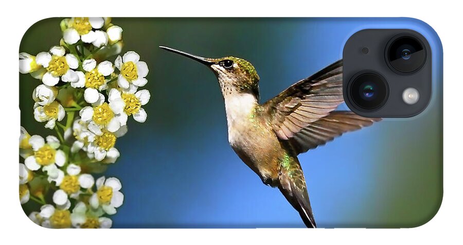 Hummingbird iPhone Case featuring the photograph Just Looking by Christina Rollo