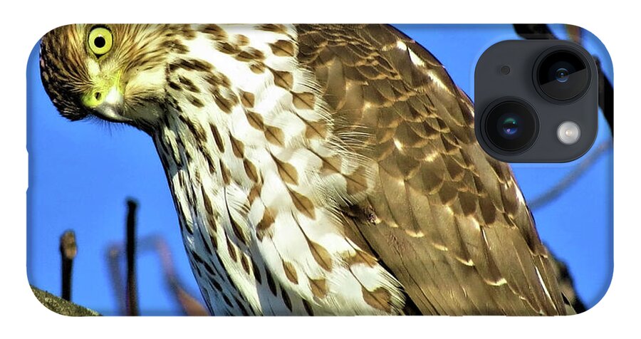 Hawks iPhone 14 Case featuring the photograph Juvenile Coopers Hawk Are you talkin' to me? by Linda Stern