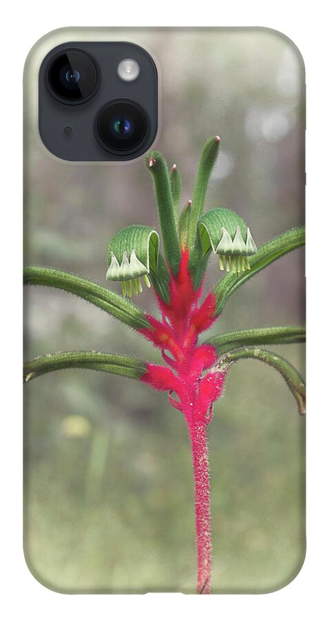 Australian Native iPhone 14 Case featuring the photograph Kangaroo Paw 9 by Elaine Teague