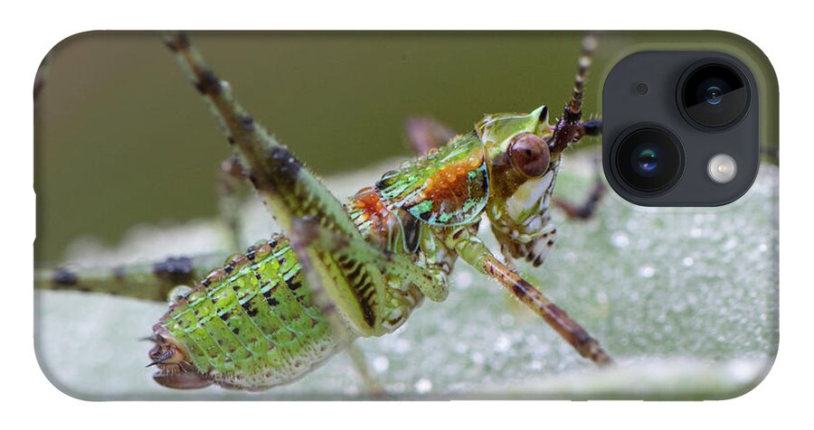 Grasshopper iPhone 14 Case featuring the photograph Katydid Nymph by Karen Rispin