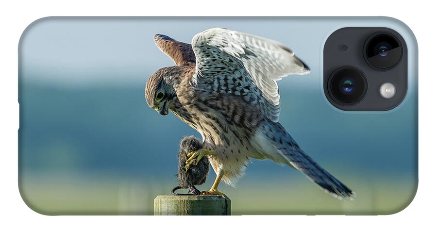 Kestrel's Landing iPhone Case featuring the photograph Kestrels landing with the prey on the roundpole by Torbjorn Swenelius