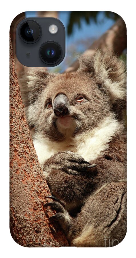 Animal iPhone 14 Case featuring the photograph Koala by Elaine Teague