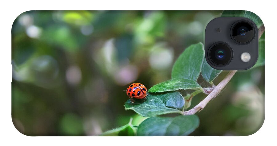 Ladybug iPhone 14 Case featuring the photograph Ladybug by MPhotographer