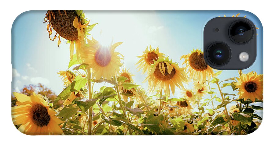 Sunflowers iPhone 14 Case featuring the photograph Laughter of Sunflowers by Ada Weyland