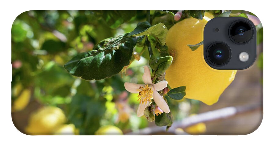 Lemon Tree iPhone 14 Case featuring the photograph Lemon blossoms and lovely lemon in the Mediterranean garden by Adriana Mueller