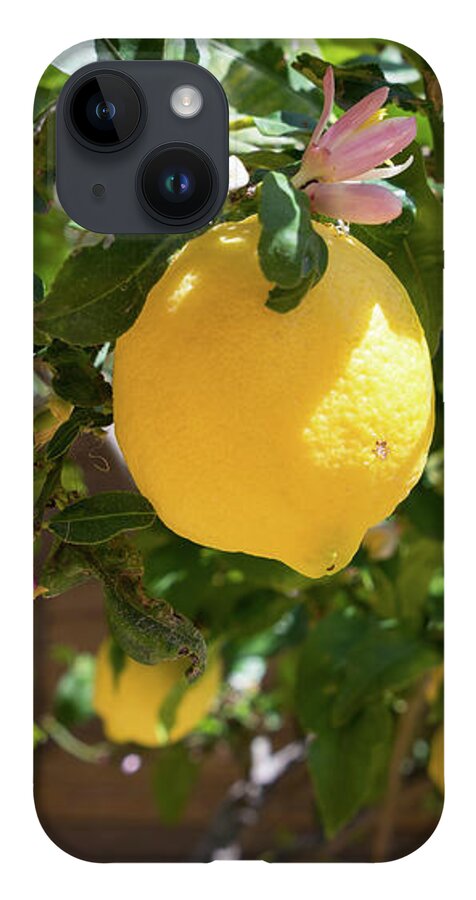 Lemon Tree iPhone 14 Case featuring the photograph Blooming lemon tree in the Mediterranean garden by Adriana Mueller