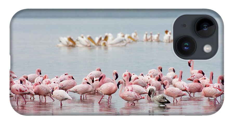 Animal iPhone Case featuring the photograph Pink Flamingos Plus One by Chris Scroggins