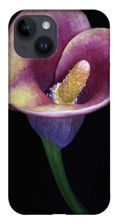 Flower iPhone 14 Case featuring the photograph Lily Feb282008 by Julie Powell