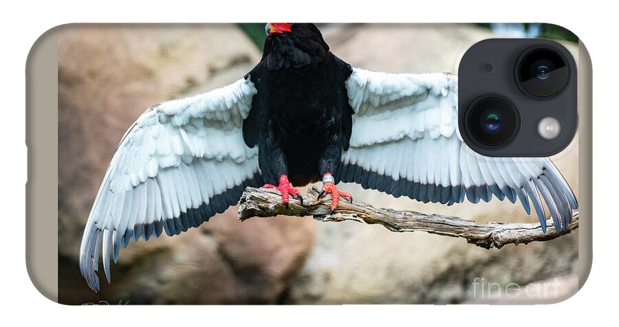 Bateleur Eagle iPhone Case featuring the photograph Look at My Wingspan by David Levin
