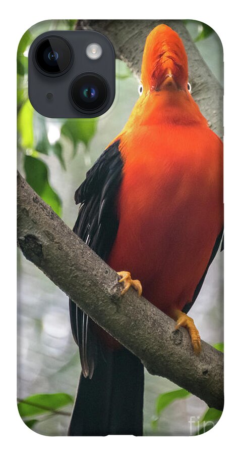 Andean Cock-in-the-rock iPhone 14 Case featuring the photograph Looking on Both Sides Simultaneously by David Levin