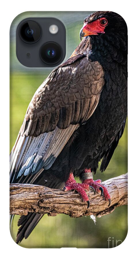 Bird iPhone Case featuring the photograph Looking Over My Shoulder by David Levin