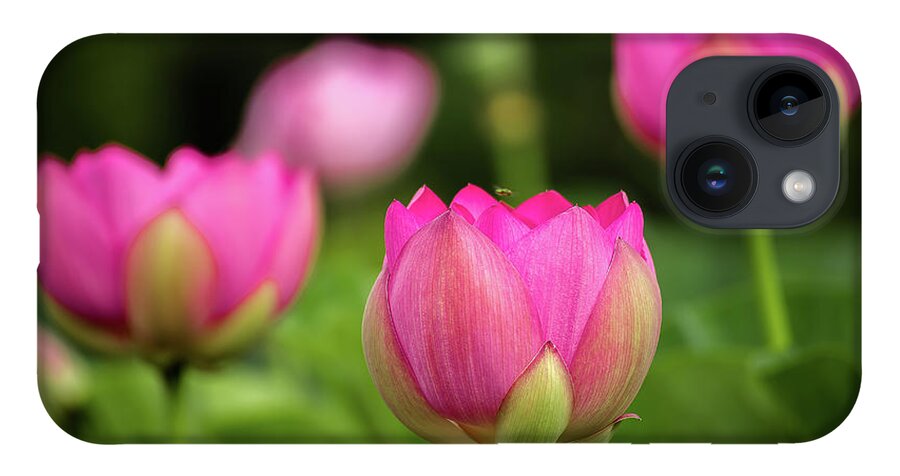 Kenilworth Gardens iPhone 14 Case featuring the photograph Lotus and friends by Robert Miller