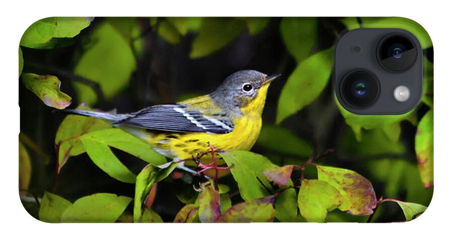 Warbler iPhone 14 Case featuring the photograph Magnolia Warbler by Christina Rollo