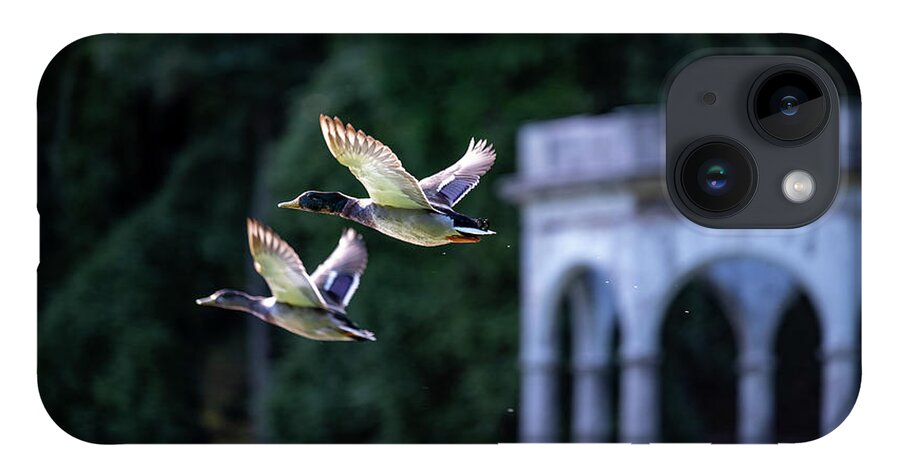 Mallard Ducks iPhone Case featuring the photograph Mallards Take Flight 3 by Kevin Suttlehan