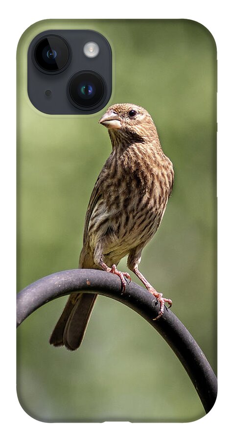 Bird iPhone 14 Case featuring the photograph Mama Bird by David Beechum