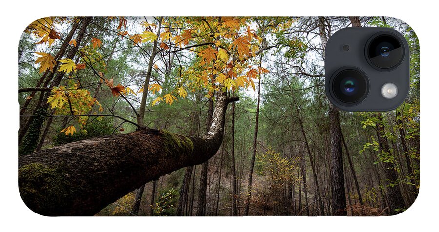 Autumn iPhone 14 Case featuring the photograph Maple tree with yellow leaves in autumn in a forest . Troodos Cyprus by Michalakis Ppalis