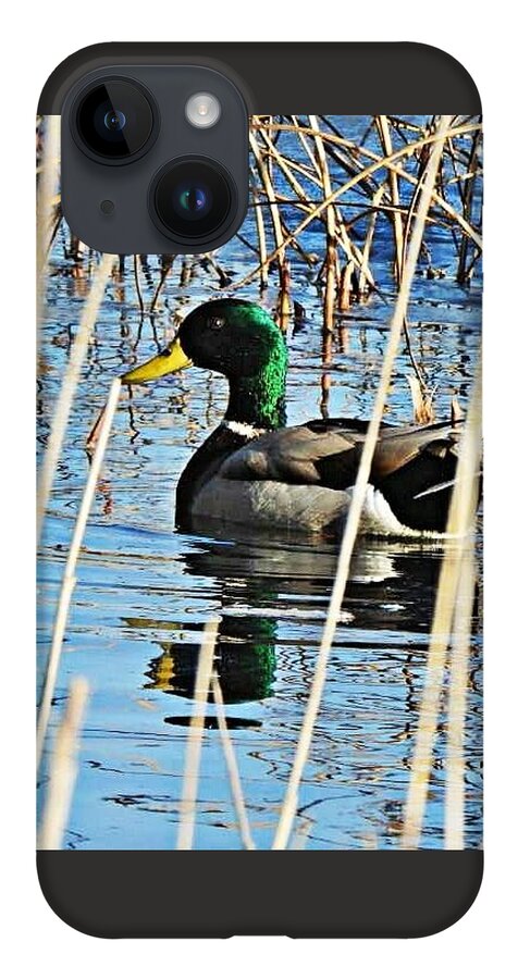 Duck iPhone 14 Case featuring the photograph March Mallard by Judy Stepanian