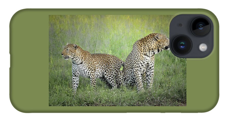 Leopards iPhone 14 Case featuring the photograph Mating Leopard Pair One by Rebecca Herranen