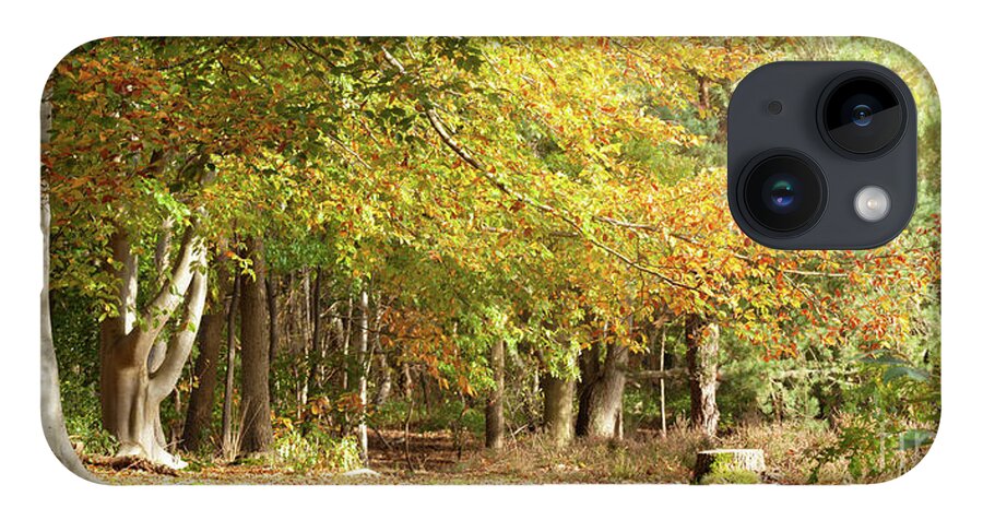 Autumn iPhone 14 Case featuring the photograph Mature woodland beech trees in Autumn colour Norfolk by Simon Bratt