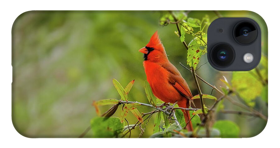 Northern Cardinal iPhone Case featuring the photograph Messenger of Love by Laura Putman