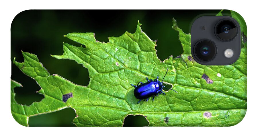 Agriculture iPhone 14 Case featuring the photograph Metallic Blue Leaf Beetle On Green Leaf With Holes by Andreas Berthold