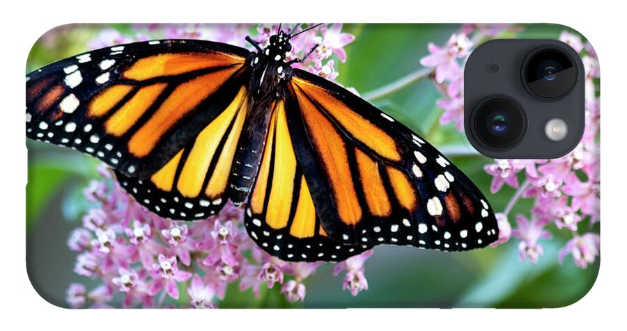 Monarch iPhone 14 Case featuring the photograph Monarch Butterfly on Milkweed by Patty Colabuono