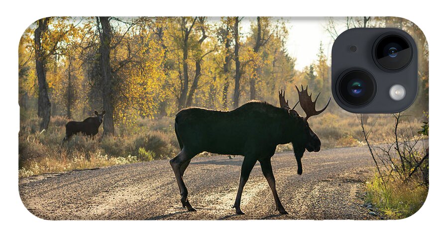 Moose iPhone 14 Case featuring the photograph Moose in the Road by Wesley Aston