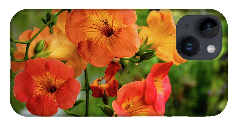 Campsis Grandiflora 'morning Calm' iPhone Case featuring the photograph Morning Calm by Kevin Suttlehan
