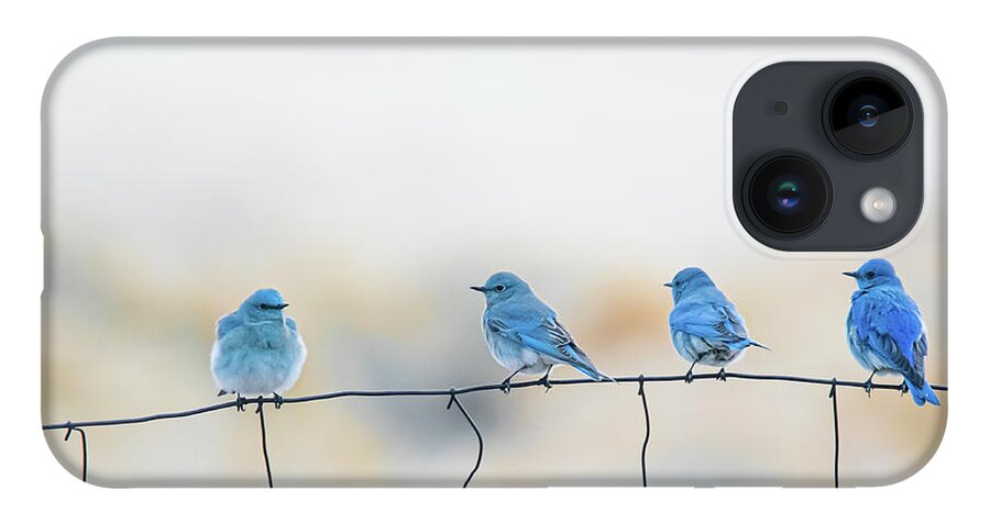 Mountain Bluebird iPhone 14 Case featuring the photograph Mountain Bluebirds 5 by Rick Mosher